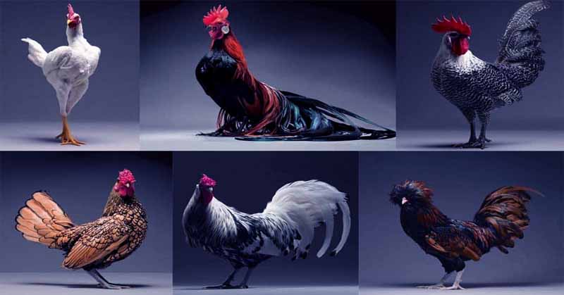 Most Beautiful Chicken Breeds