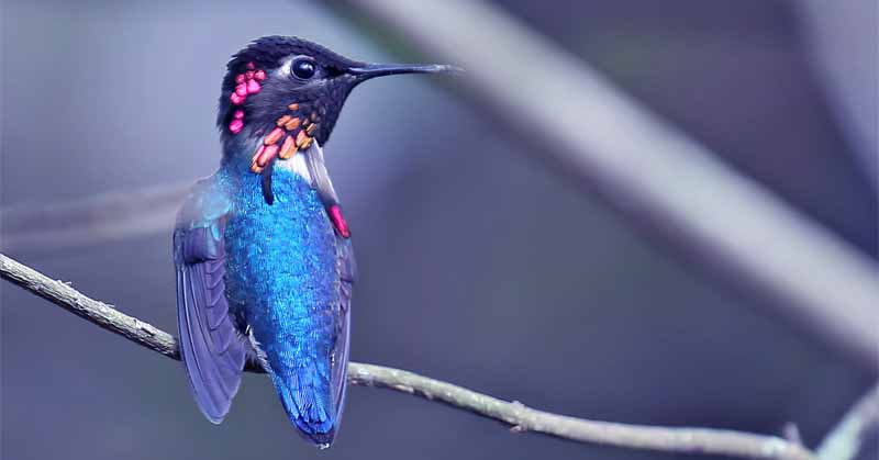 smallest bird in the world