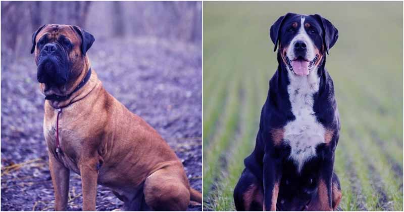 Heaviest dog breeds