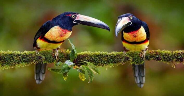 Top 10 birds in rainforest of amazon - Fakoa