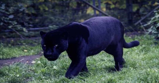 Black panther animal | Black panther animal facts