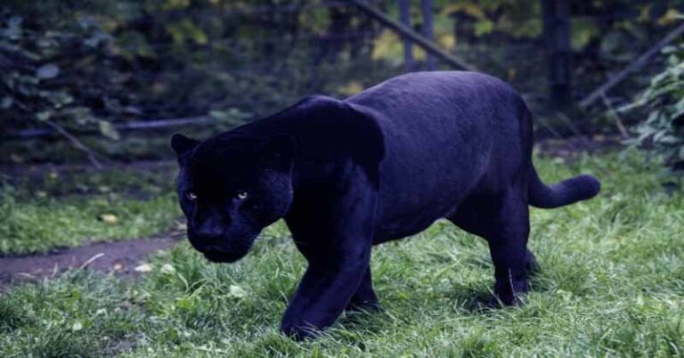 Black panther animal | Black panther animal facts