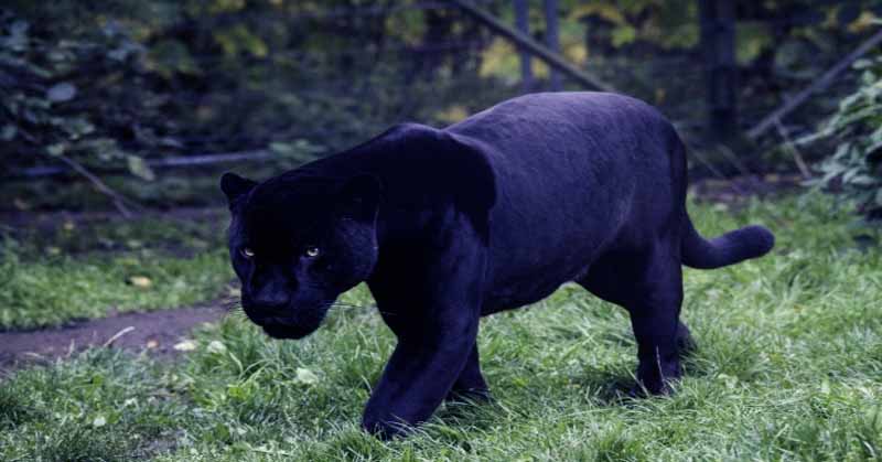 Black panther animal