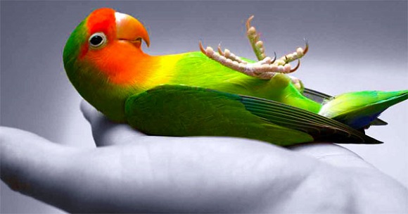 The Benefits of Owning Love Birds As Pets