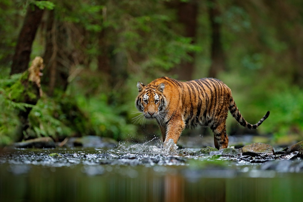 The Endangered Tiger Conservation Efforts And Challenges