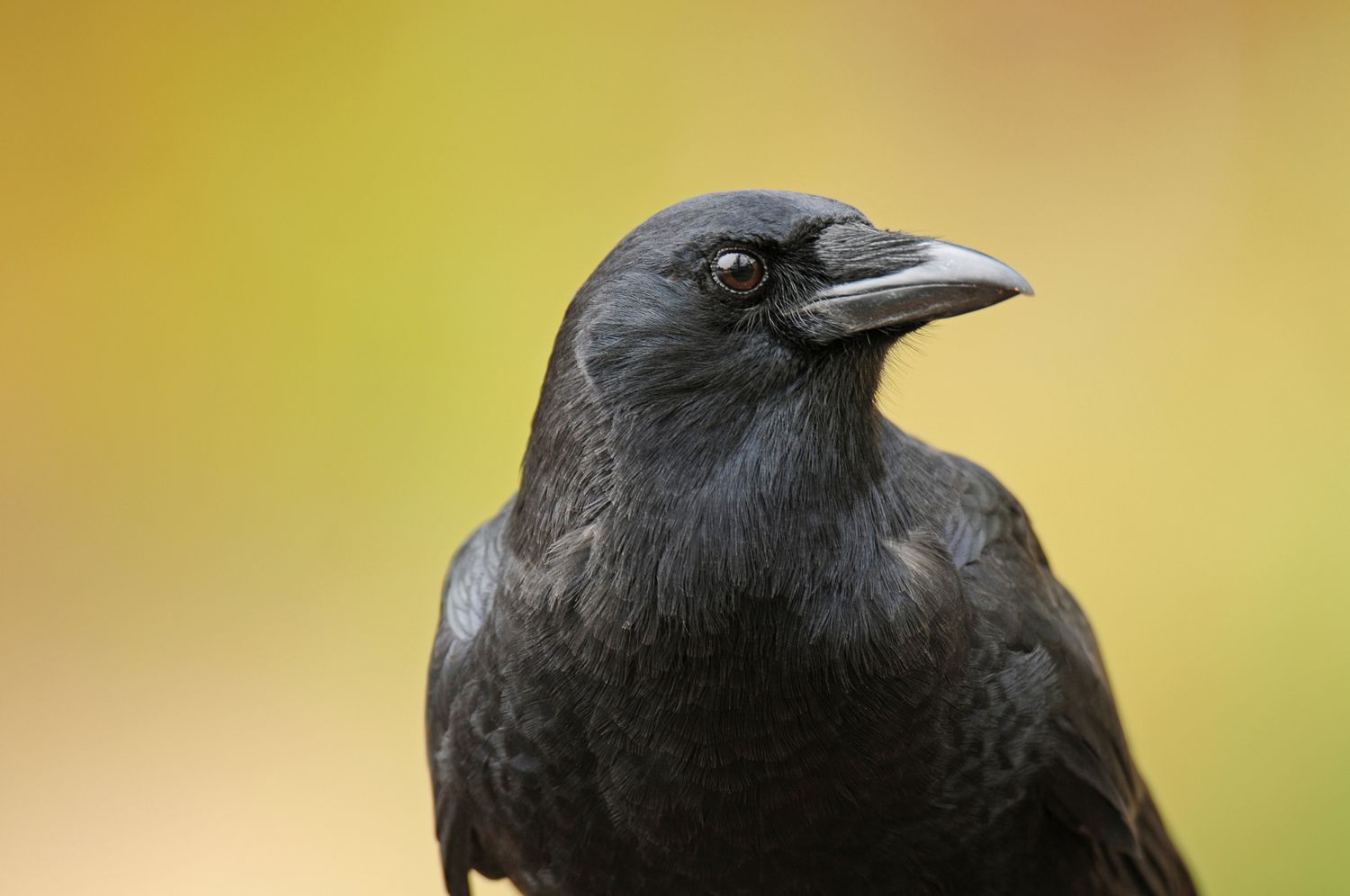 The Fascinating Behavior of Crows A Closer Look at Their Intelligence