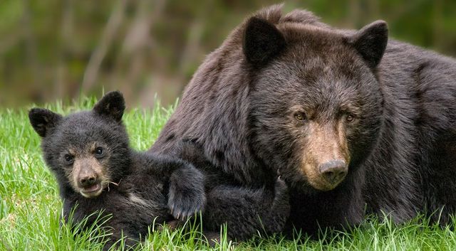 The Fascinating World of Bears A Closer Look at These Majestic Animals