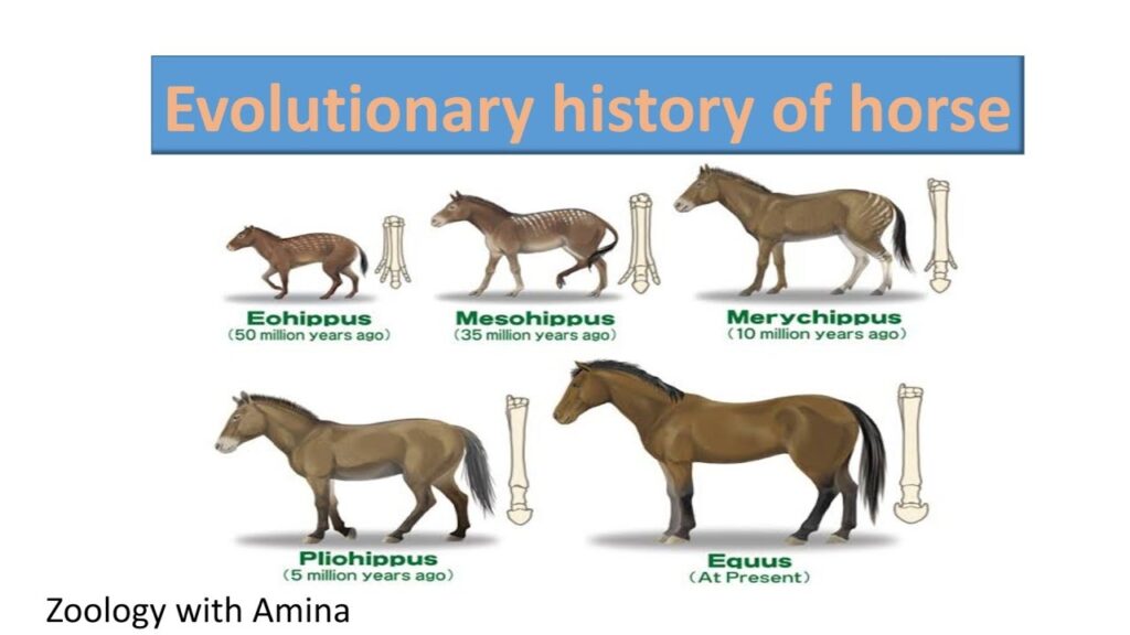 The History And Evolution of the Horse: A Gallop Through Time - Fakoa