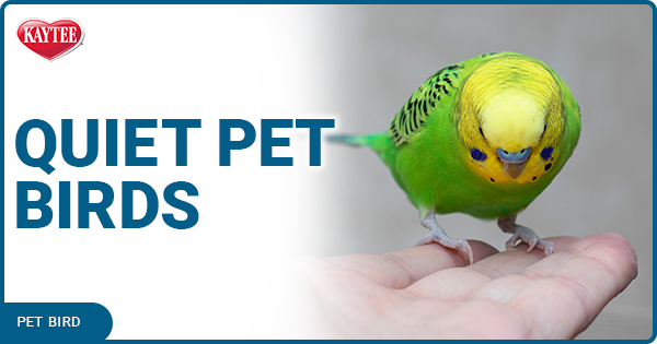 Tips for Preventing Common Health Issues in Pet Birds